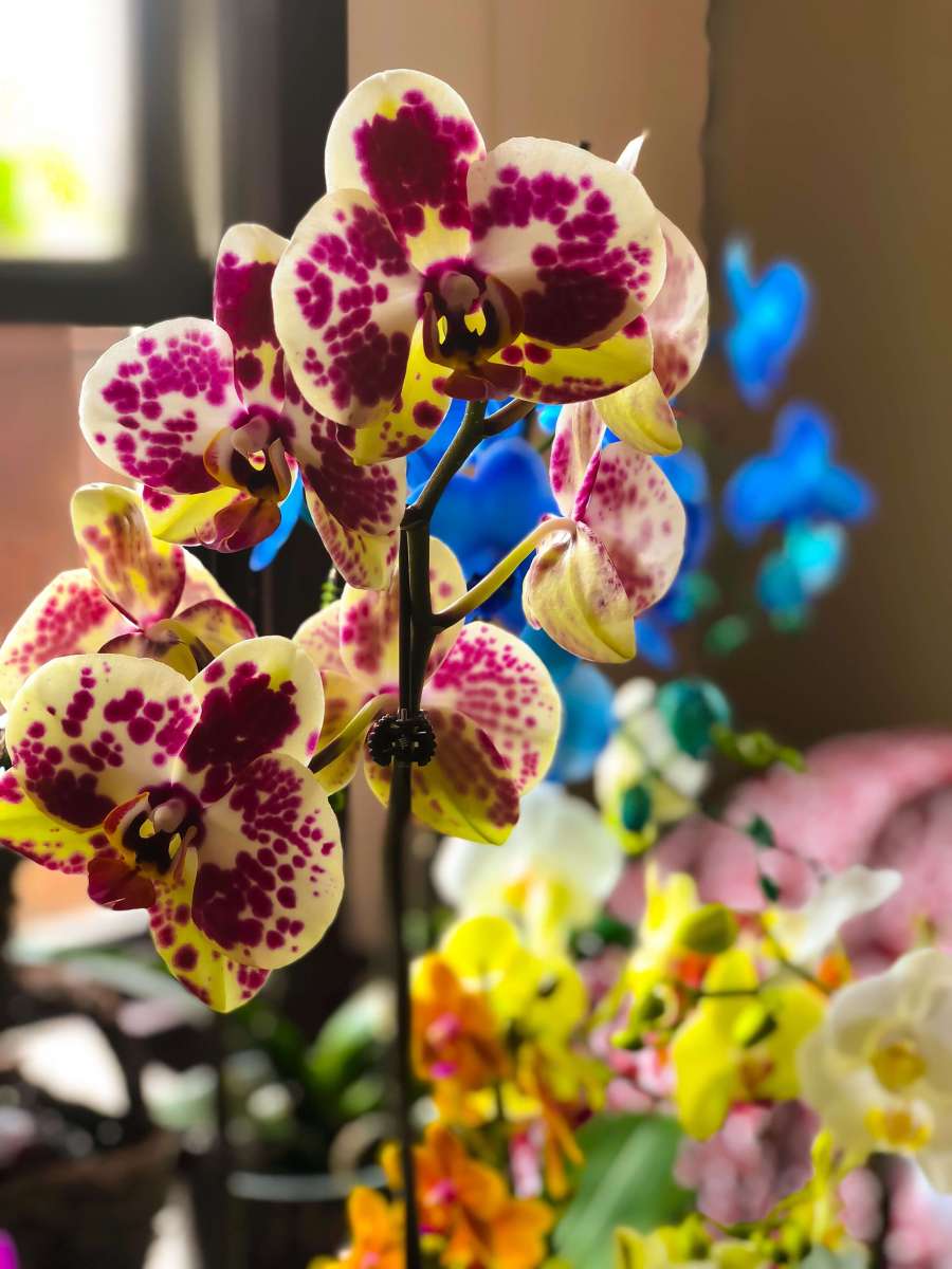 Orchids